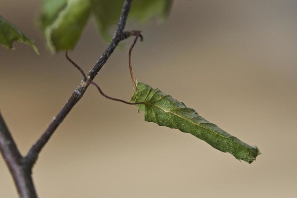 Lehetorusse munetakse 4-6 muna, igaüks neist paigutatakse kärsaku abil lehe pinnale näritud lohku