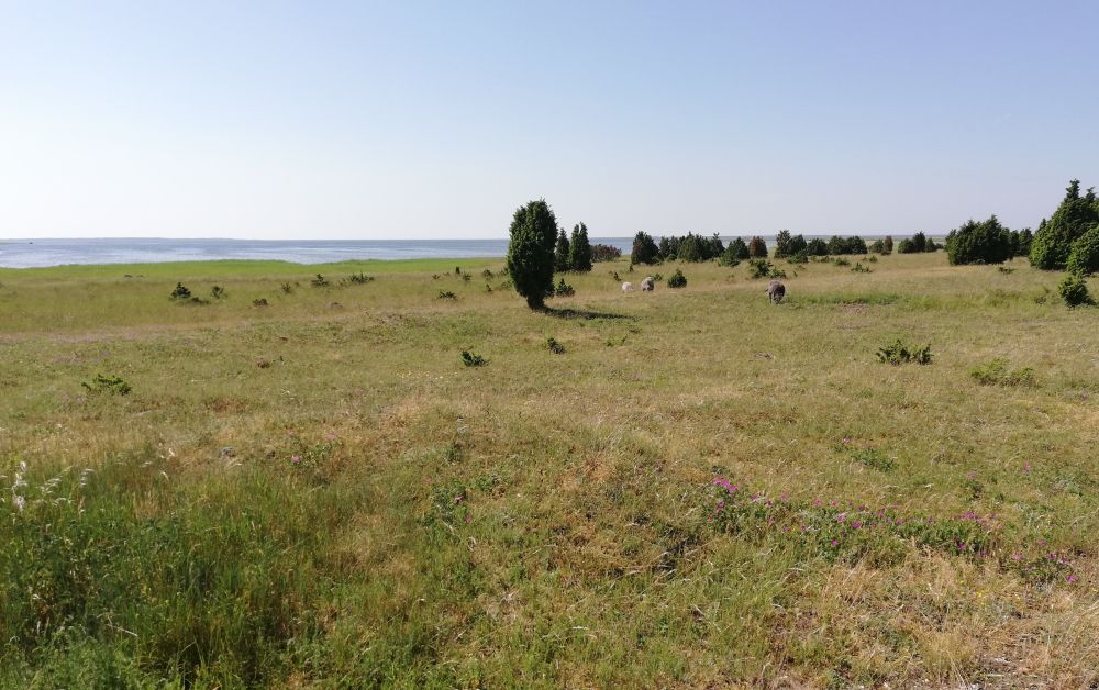 Loopealne Suure Vilsandi lõunakaldal. 