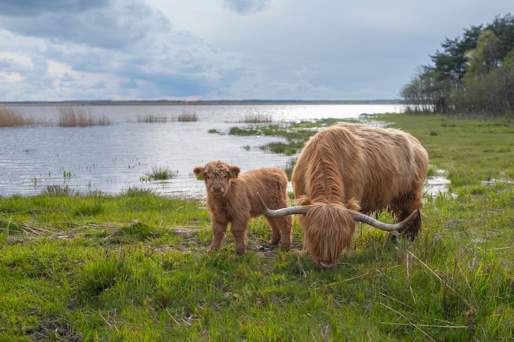 Haapsalu fotoklubi „Luhal ja niidul“