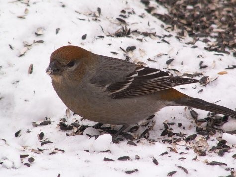 Emalind või tänavu suvine noorlind