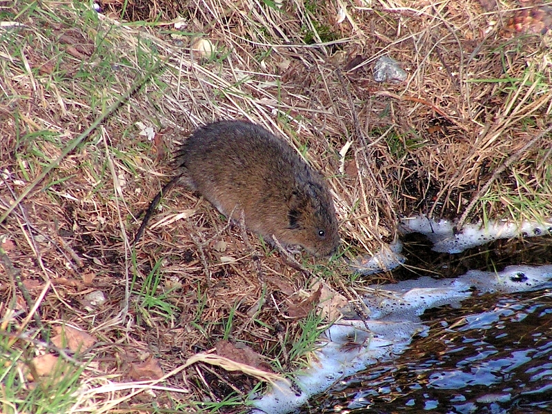 Mügri, keda ka vesirotiks kutsutakse
