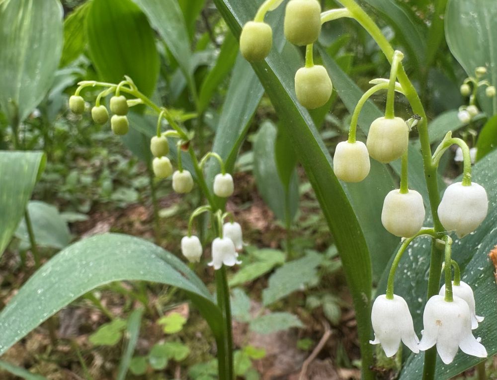 Pooleldi avanenud õiekobarad