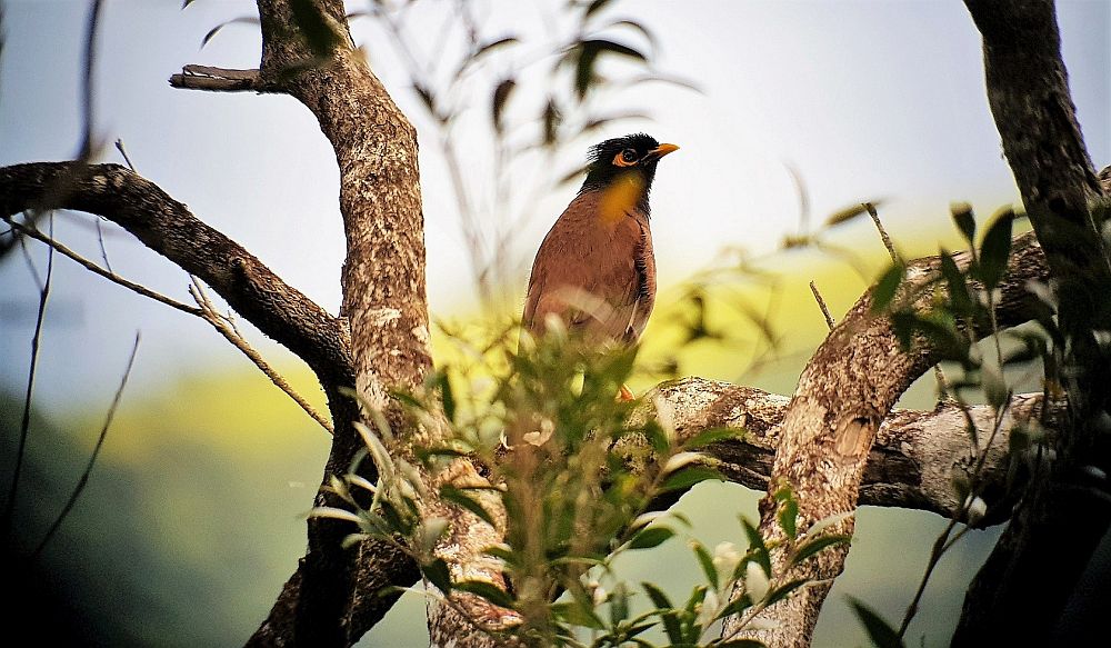 Mainakuldnokka (Acridotheres tristis) peetakse ohuks mitme piirkonna linnustikule, sest liik on hea kohanemisvõimega ja tema arvukus on kasvamas. 