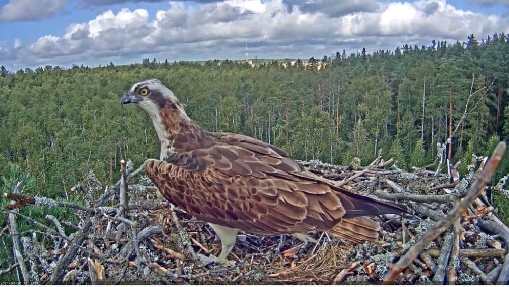 Marko peab suure vaeva nägijana tõdema, et pesitsushooaeg on läbi – ootab ränne
