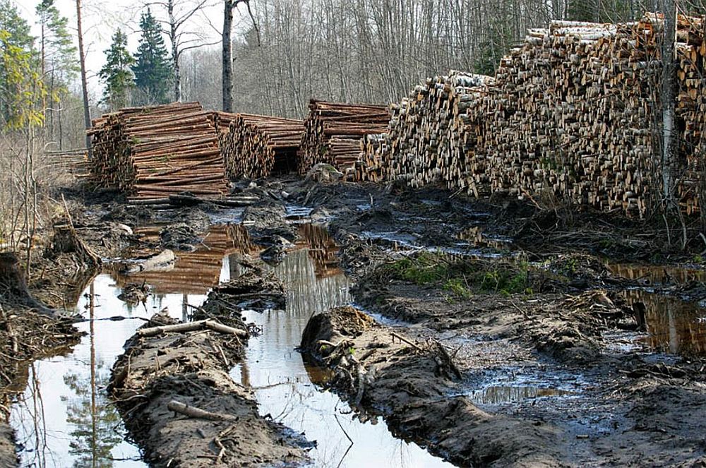 Metsatee pärast raiet