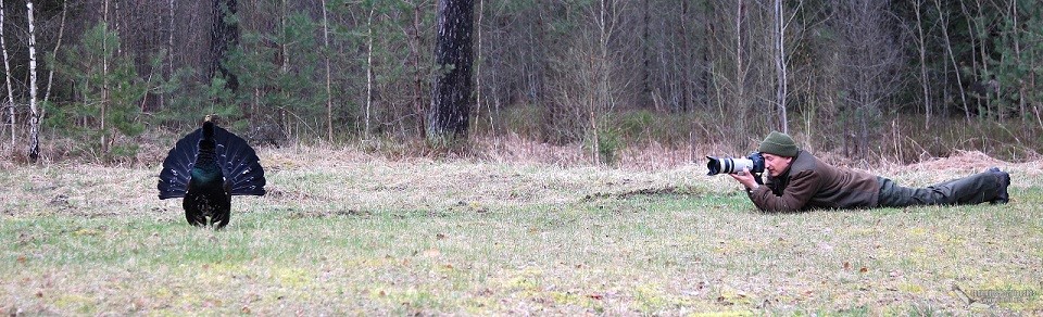 Metsisekukkede hullumise põhjused ei ole teada, kuid fotohuvilistele on sellised kuked kergeks saagiks