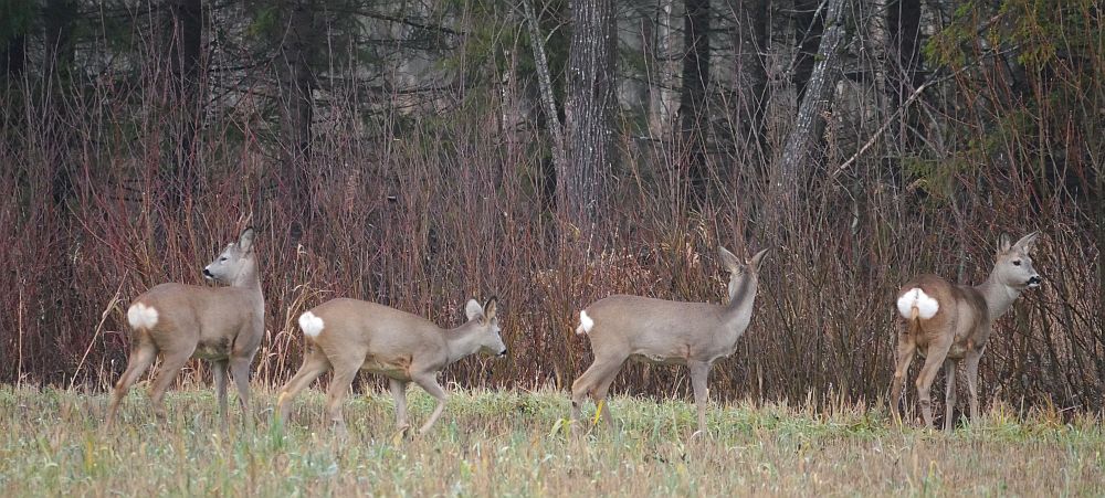 Pildil annab hästi võrrelda äärmiste isenditel (soku ja kitse) sabapeeglite erinevat kuju. Mõne aja möödudes, kui isased oma uhkuse maha poetanud ehk suguliseks tuvastamiseks jääbki osundatu ainsamaks võimaluseks.