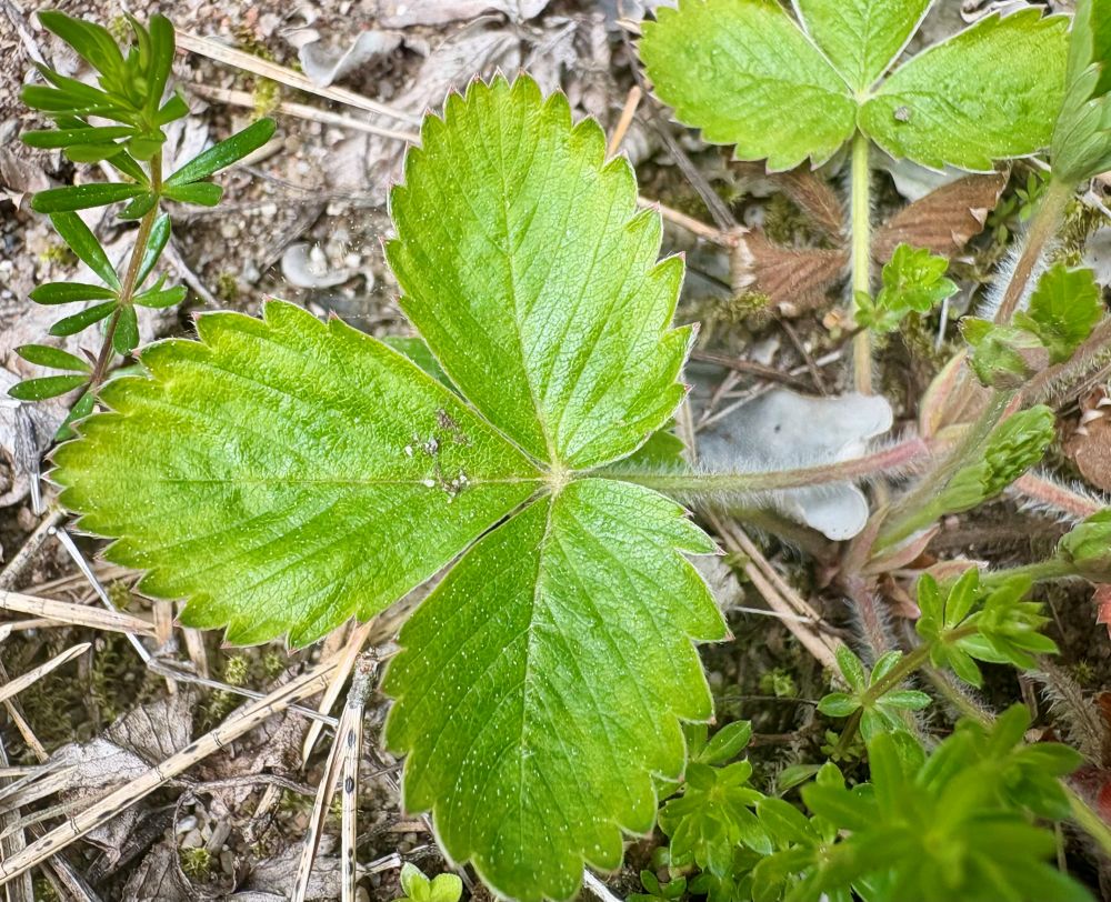 Metsmaasika leht