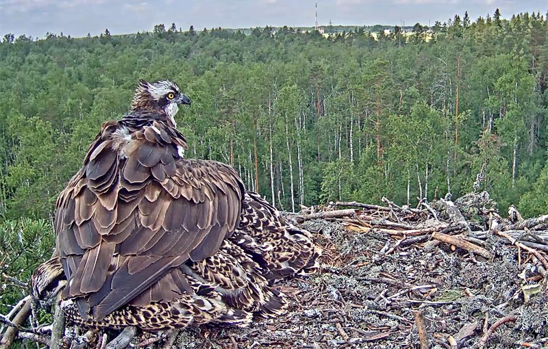 Emaslind Miina „“päikesevarju“ alla varsti enam ei mahu