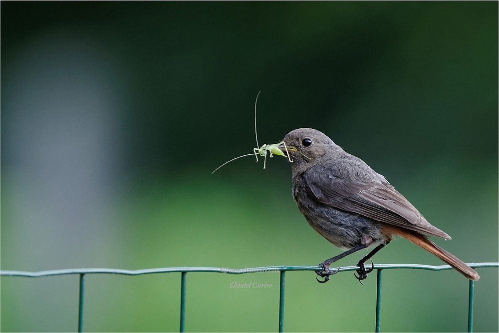 Must-lepalind