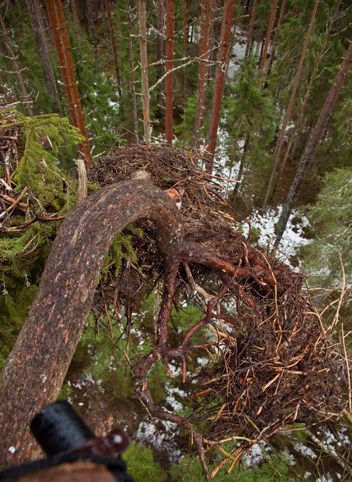 Mullune pesa on lagunenud.
