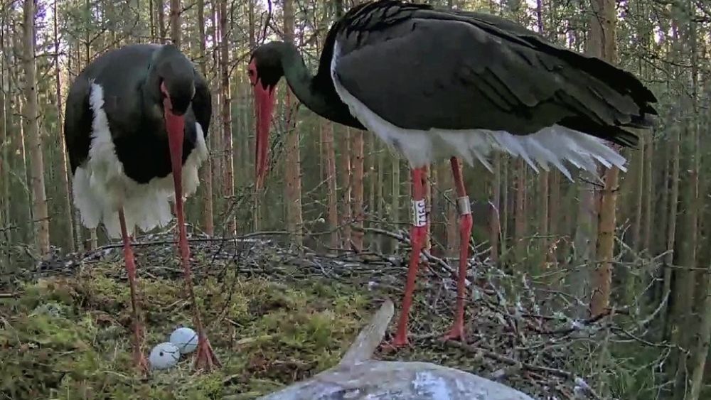 Must-toonekurg