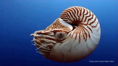 Harilik laevuke (Nautilus pompilius).