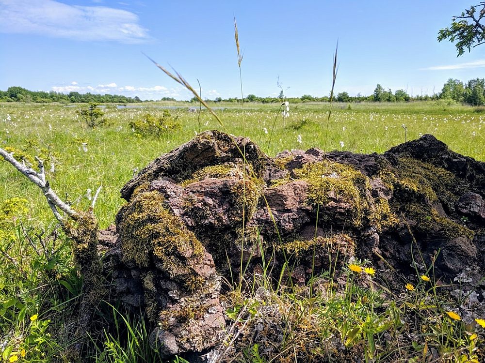 Neugrundbretša Osmussaarel. Bretša tunneb ära pigem kroblise tekstuuri ning tumepruunika värvuse järgi. Osmusaarel kasvab bretša peal tihti ka oranžikas sammal