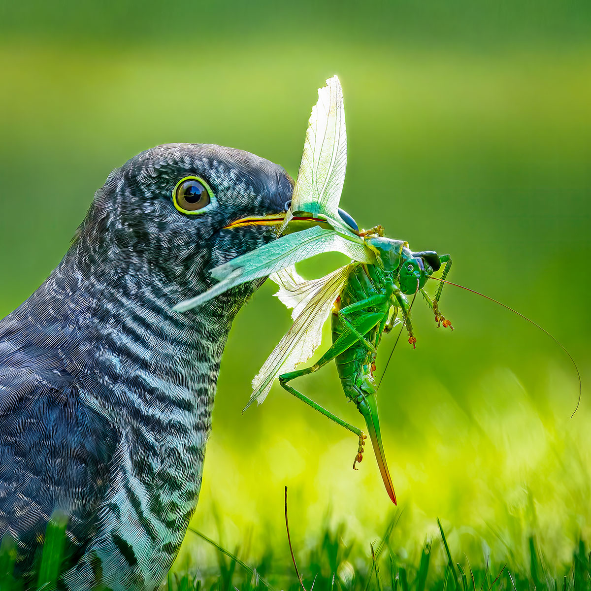 Noor kägu emase rohelise lauluritsikaga. Verner Kaur