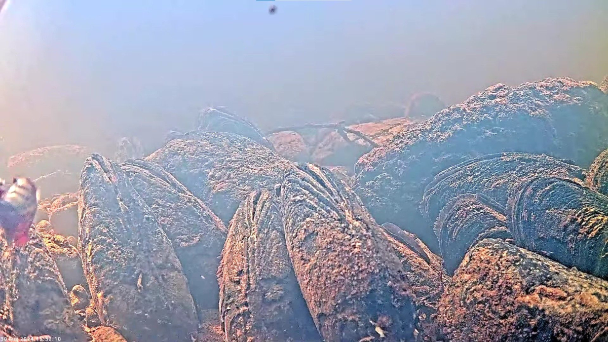 Pearl Mussel Camera