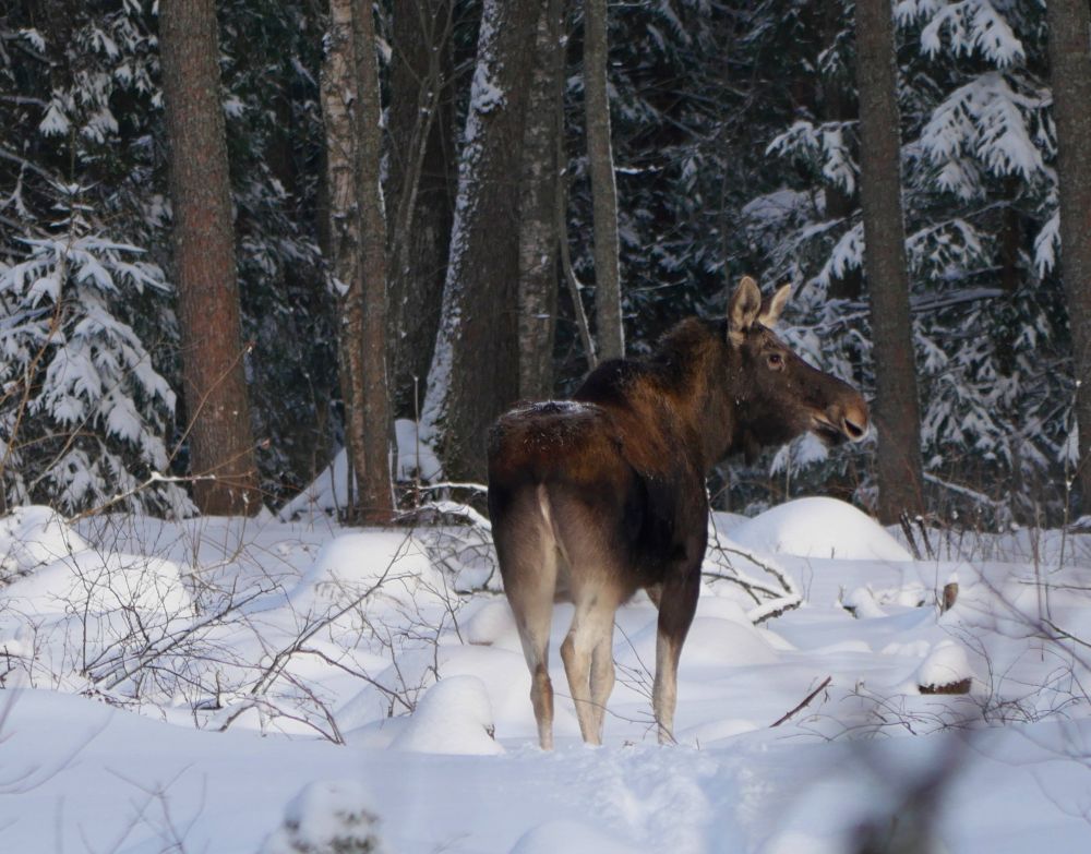 VIDEO: Alutaguse talvised olud | Looduskalender.ee