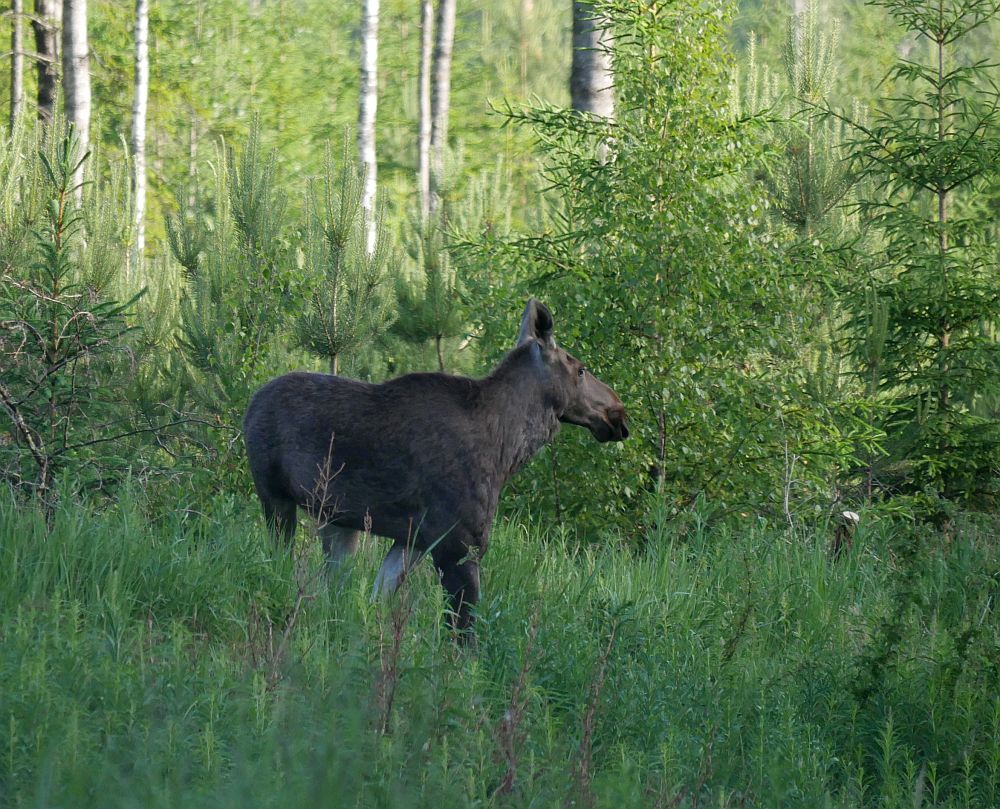 Põder 