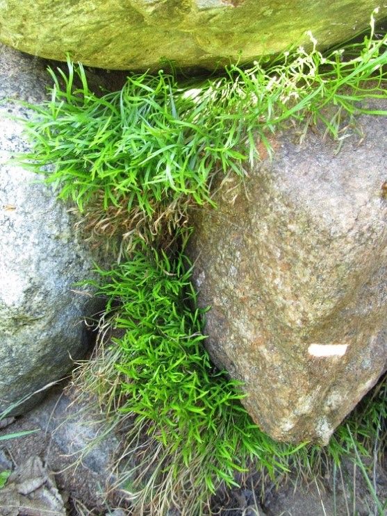 Põhja-raunjala ainuke teadaolev leiukoht asub Harjumaal