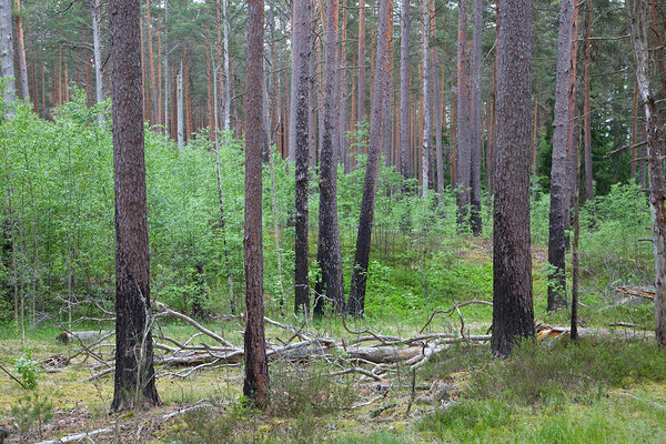 Põlengu jäljed