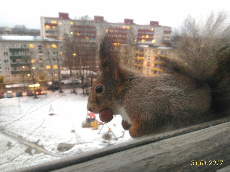 Orav jaanuari lõpu lumesajus