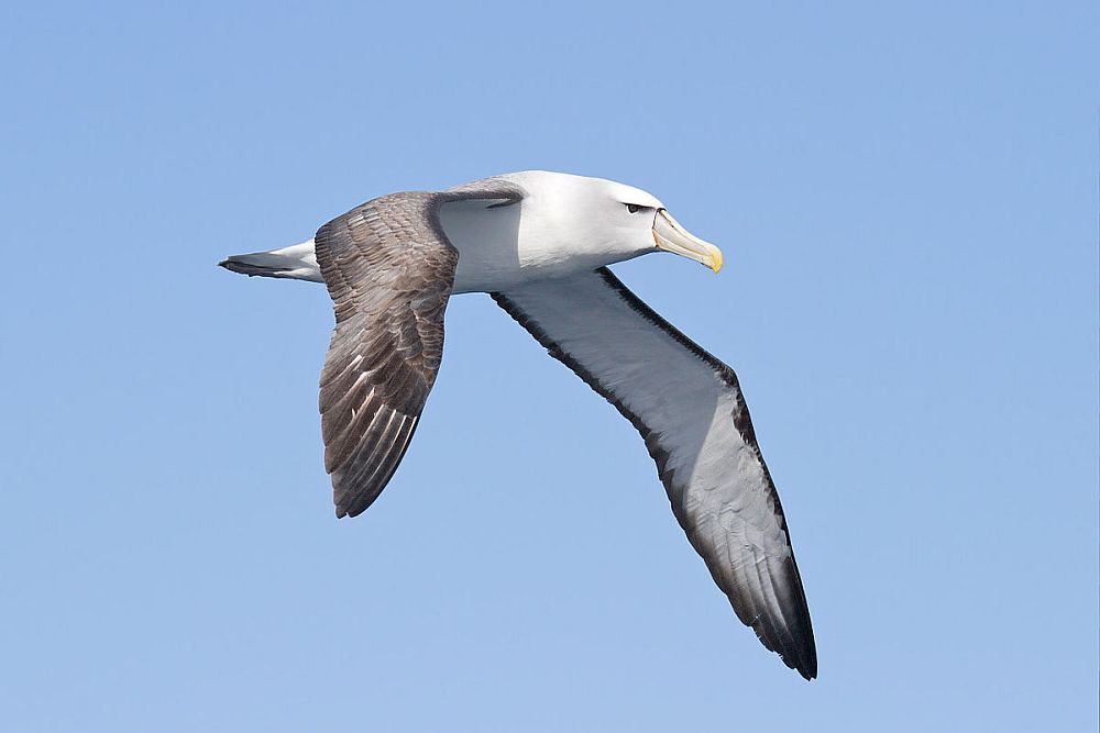Pagualbatross, Thalassarche cauta