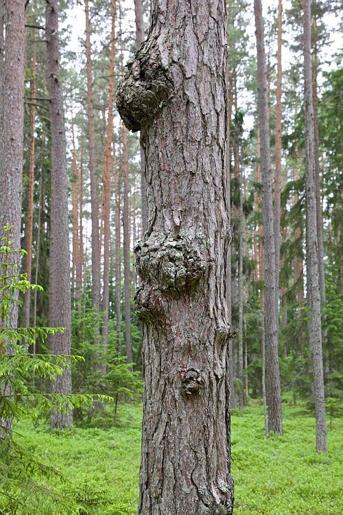 Pahkadega mänd