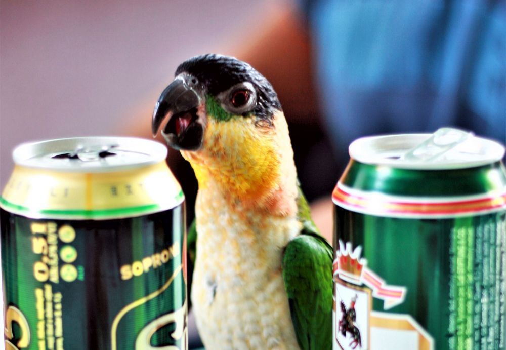Papagoid puutuvad inimese läheduses alkoholiga kokku üsna sageli.