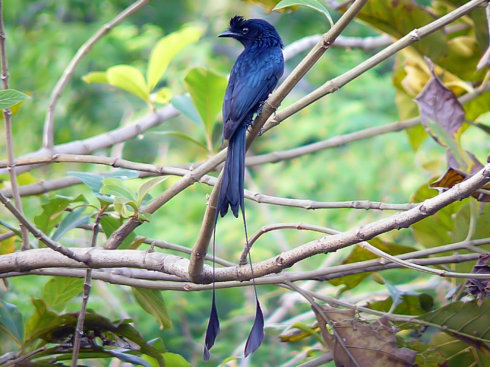 Paradiisidrongo (Dicrurus paradiseus)