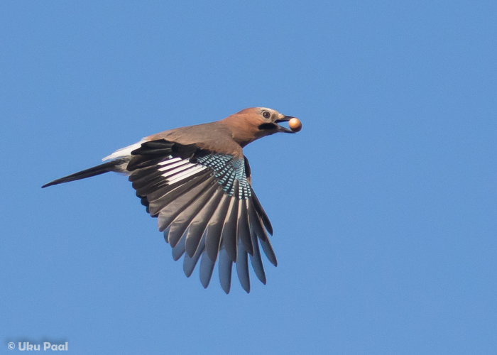 Pasknäär on üks peamisi tammede levitajaid