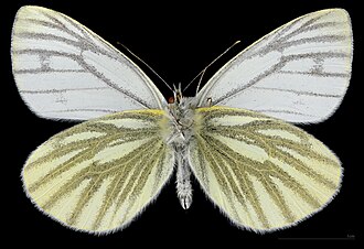 Pieris napi