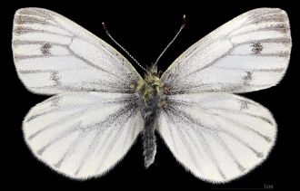 Pieris napi