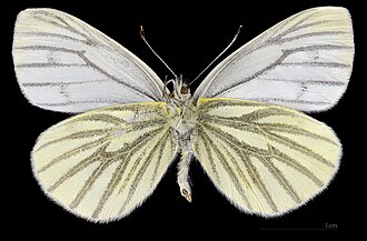 Pieris napi