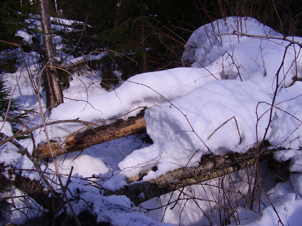Karu talvepesa ei ole looduses lihtne märgata. Suur loom ei käi pesast väljas ja seega puuduvad ka ümbruses jäljed