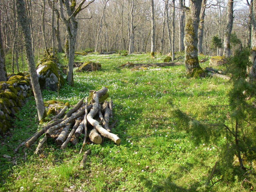 Hanikatsi