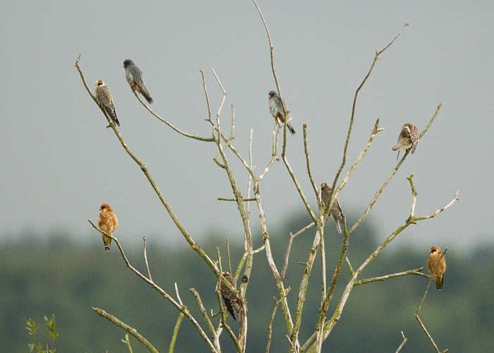 Punajalg-pistrikud. 18.08.2010, Pikla, Pärnumaa. Korraga peatus Piklas 20 punajalg-pistrikku. Sellele fotole mahtus 8 isendit - ülal keskel on kaks tumehalli isaslindu, mõlemas servas all on punaruuge alapoolega emaslind. Ülejäänud neli on noorlinnud