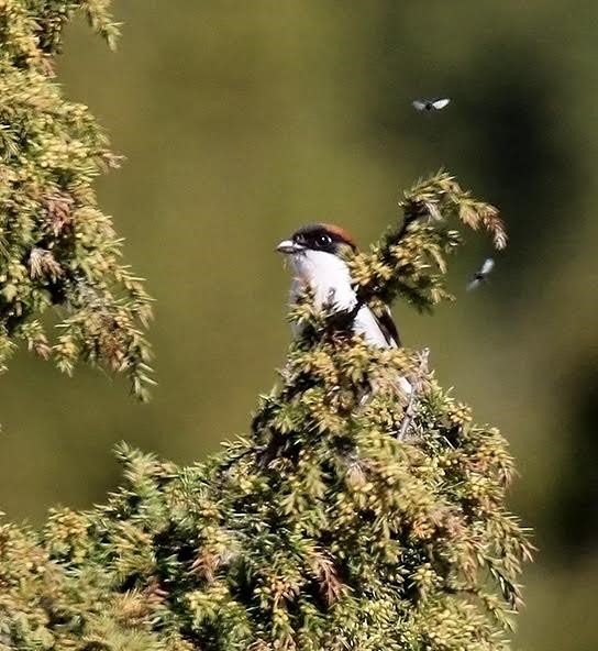 Punapea-õgija. 30.05.2017, Türju, Saaremaa