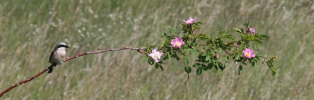 Punaselg-õgija, 09.07.2012 Sõrve säär, Saaremaa