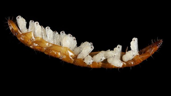 Võidutöö Enno Merivee: Parasotoidi Paracodrus apterogynus nukud naksuri vastse tühjaks söödud kestas. Parasiteeritud traatuss leiti 27. augustil 2021 välitööde käigus Lõuna-Eestist.