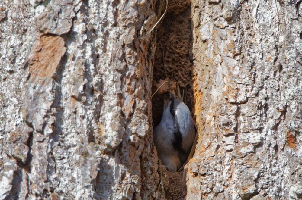 Puukoristaja müürib pesaõõnsuse ava savi või poriga väiksemaks