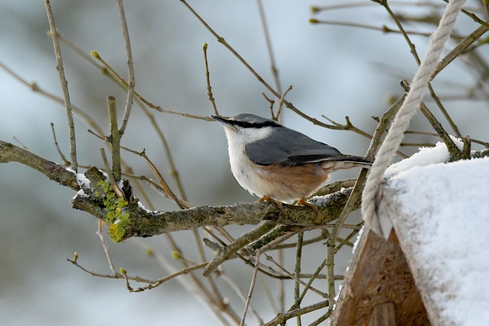 Puukoristaja talvise toidulaua külaline