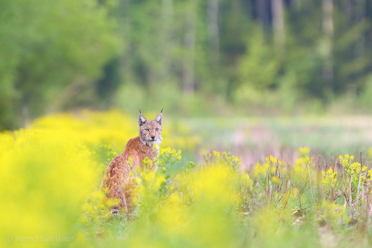 ilves väljal