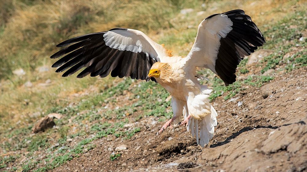 Raipekotkas (Neophron percnopterus), teised raipetoidelised linnud ja suured herbivoorsed imetajad on suure tõenäosusega 100 aasta pärast välja surnud