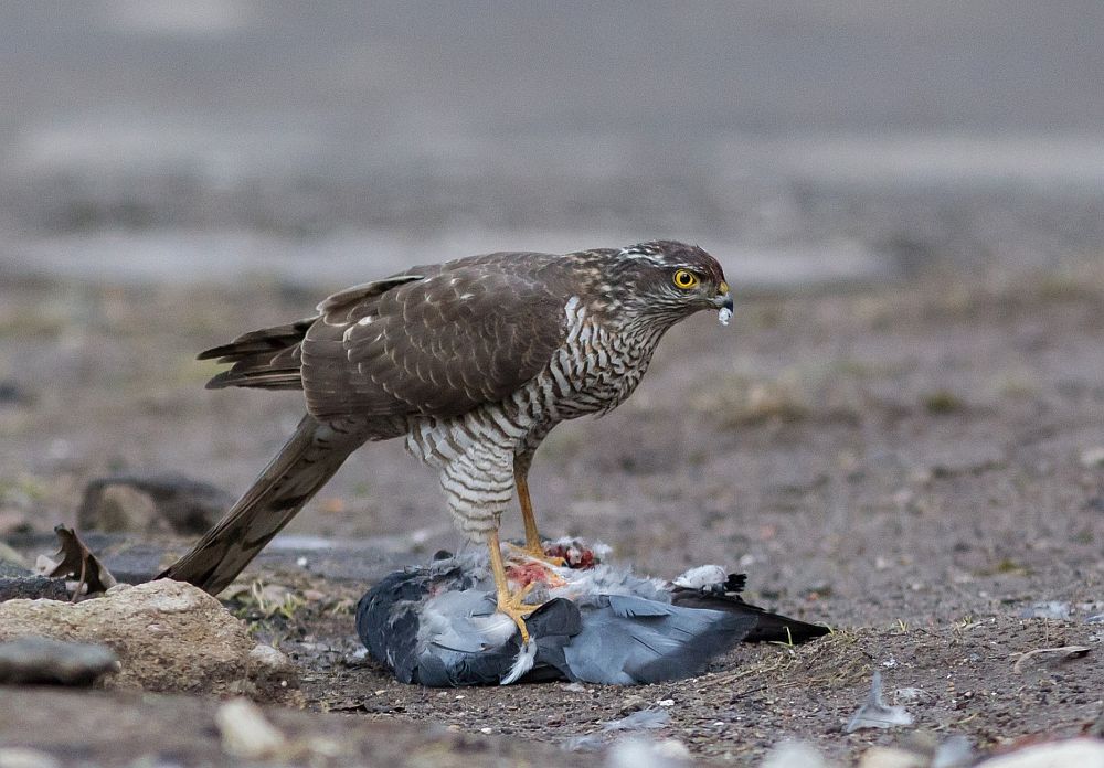 Raudkull maiustab tuviga. Röövlindude kadudes väheneb linnalinnustiku fülorikkus oluliselt. Mõned röövlinnud tunnevad end linnades aga väga koduselt.