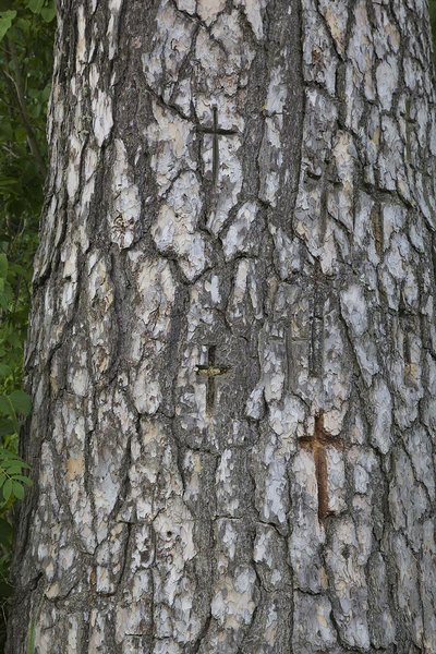  Pildil ristimänd RMK Vanapagana raja väravas.