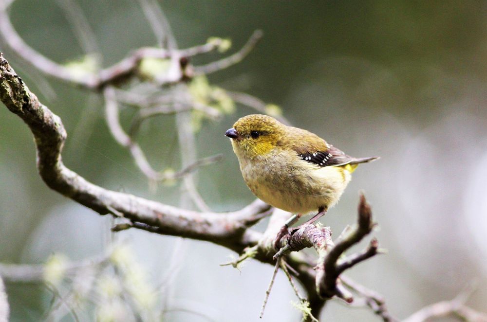 Rohe-teemantlind (Pardalotus quadrigintus) 
