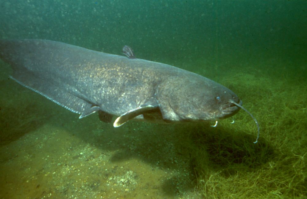 Säga
