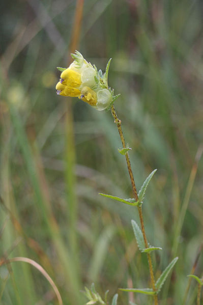 Saaremaa robirohi.