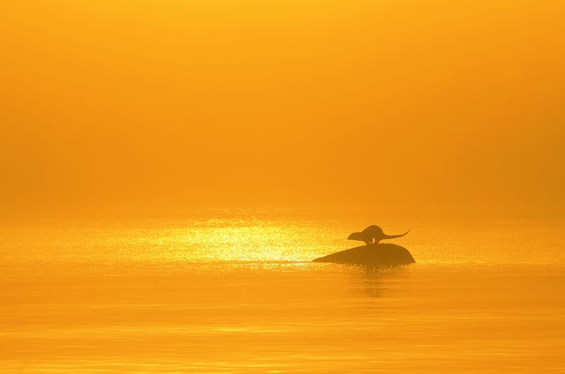 Saarmas udus