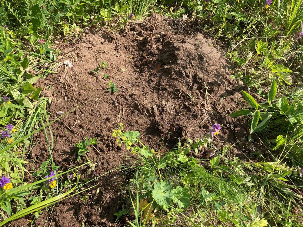 Sipelgapesa on laiali puistatud